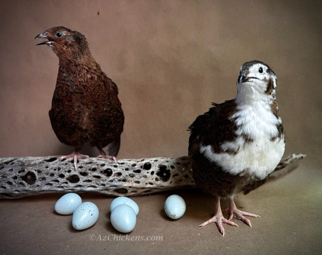 Celadon Quail Hatching Eggs