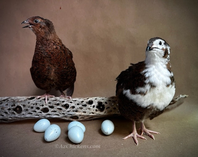 Blue Celadon quail hatching eggs from Az Chickens, 100% blue egg layers, displayed in an egg carton