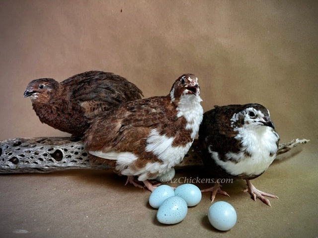 Celadon Quail Chicks and Adults - Live Birds