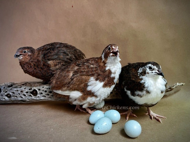Adult Celadon quail with blue eggs, showcasing Az Chickens' blue egg laying hens