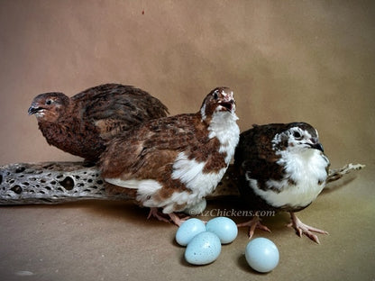 Adult Celadon quail with blue eggs, showcasing Az Chickens' blue egg laying hens