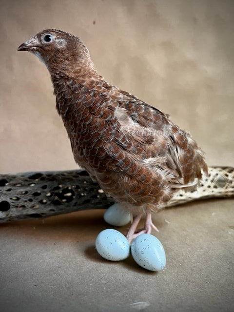 Adult Celadon quail with blue feathers, showcasing blue egg-laying capabilities from Az Chickens