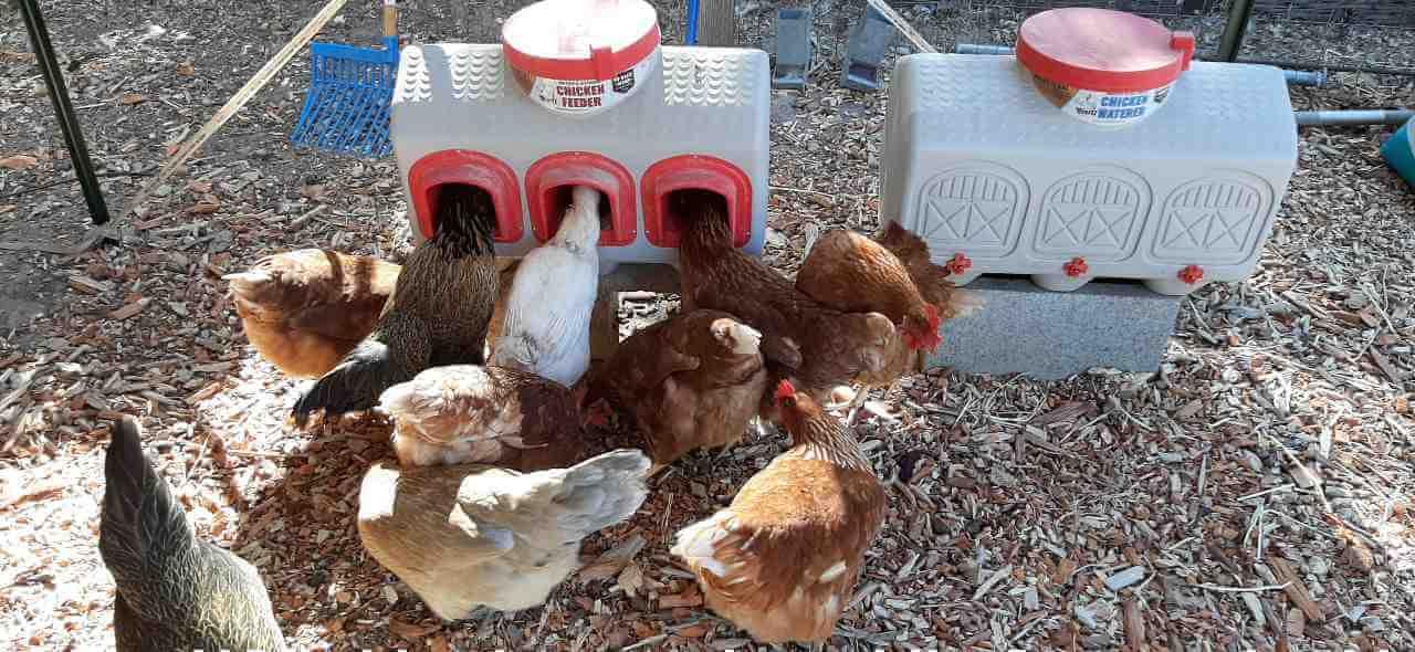 OverEZ Chicken Coop automatic feeder in durable plastic, featuring a 50-pound capacity for backyard use