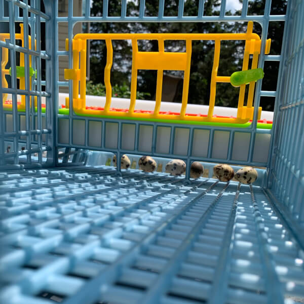 
                  
                    Quail Cage - Layer Addition
                  
                
