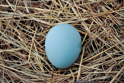 Trio Flock Chicks Drop: Heritage Edition