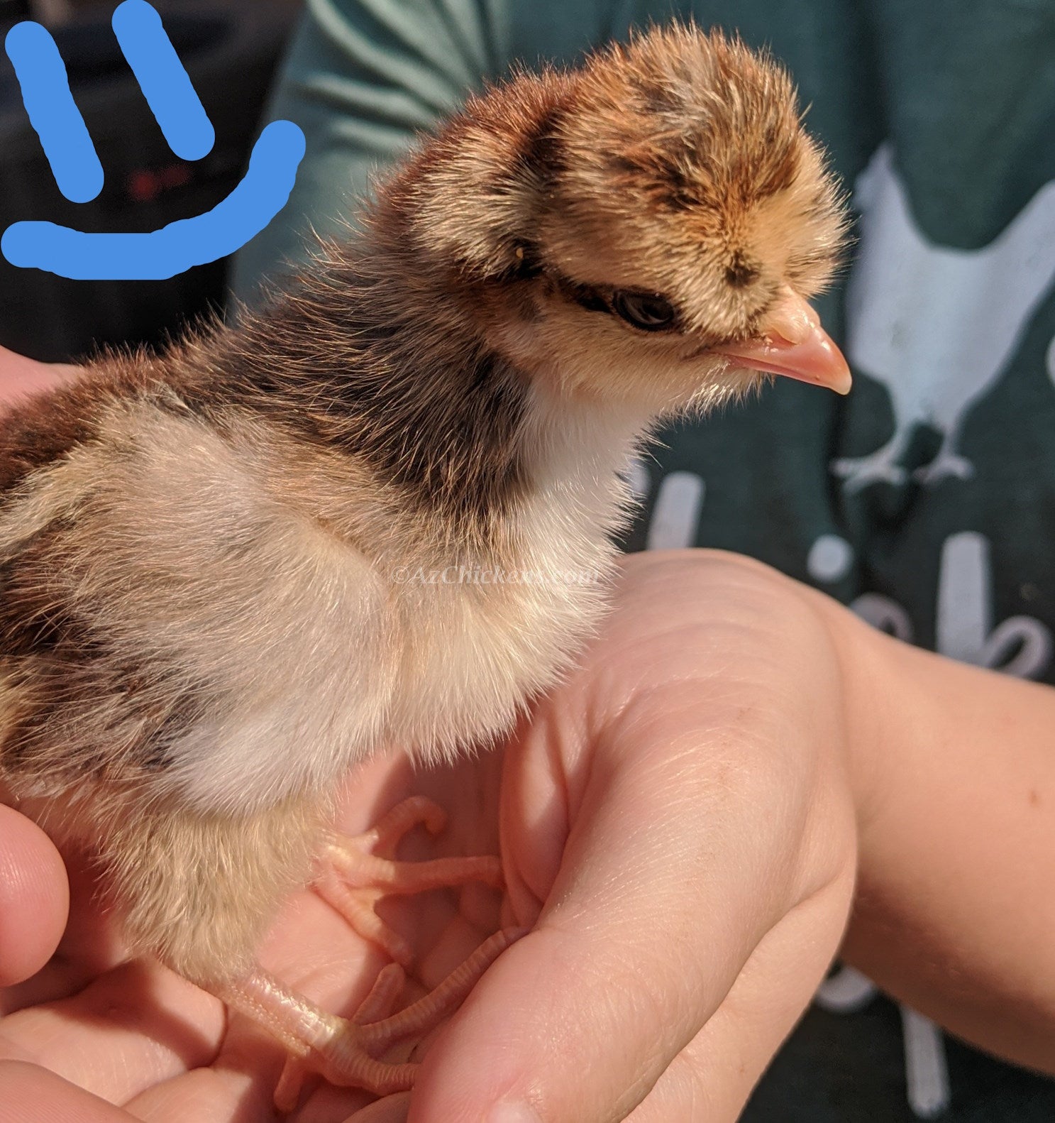 Creme Crested Legbar chicks with light feathers, known for blue egg laying and heat tolerance, from Az Chickens