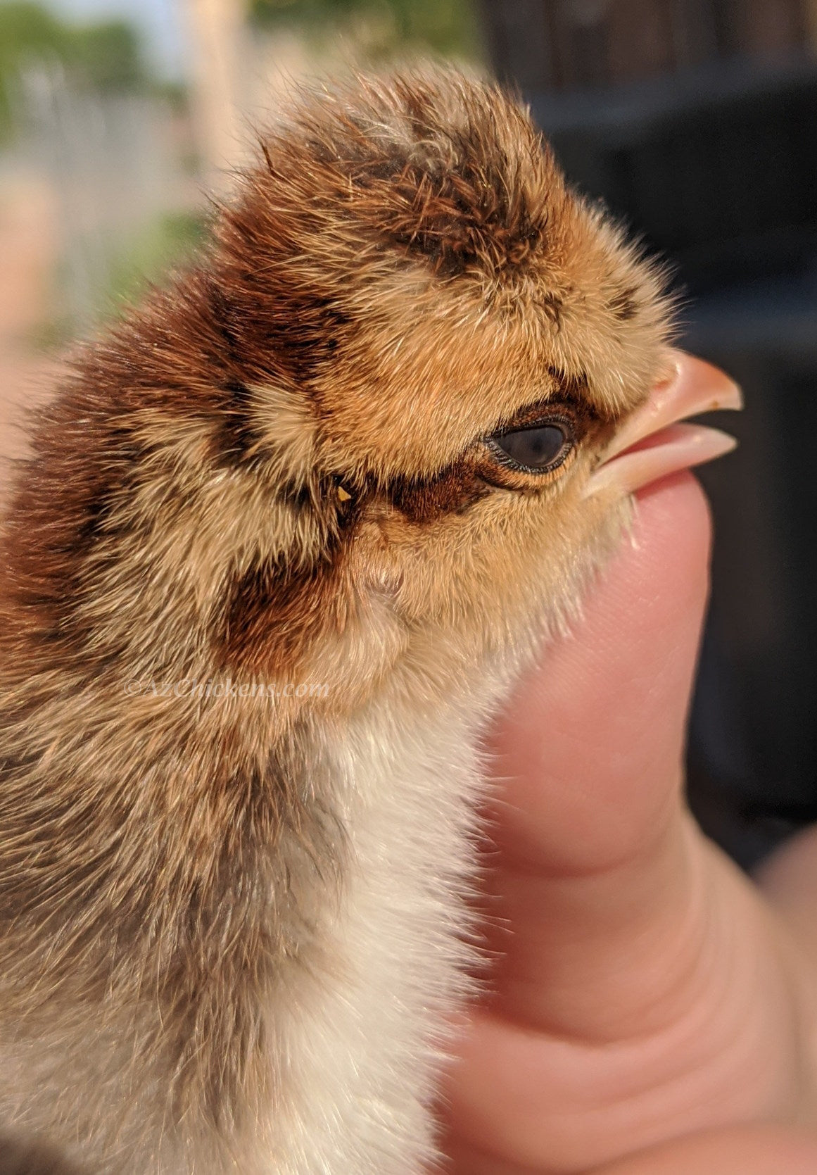 Creme Crested Legbar chicks in soft yellow, laying sky blue eggs, by Az Chickens, ideal for Arizona's climate.