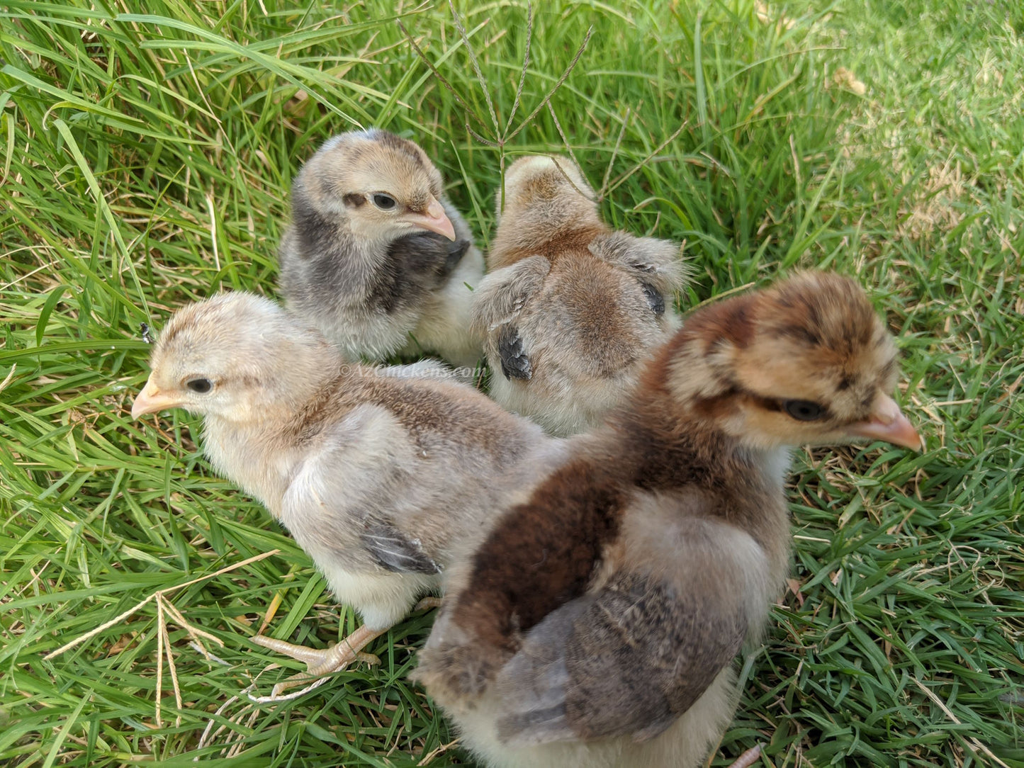 Creme Crested Legbar chicks in various shades with soft feathers, ideal for blue egg production, by Az Chickens.