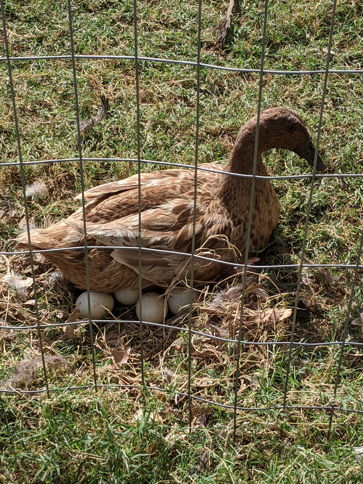 Khaki Campbell duck hens, 6 months old, with brown feathers, ideal for backyard egg production, by Az Chickens.