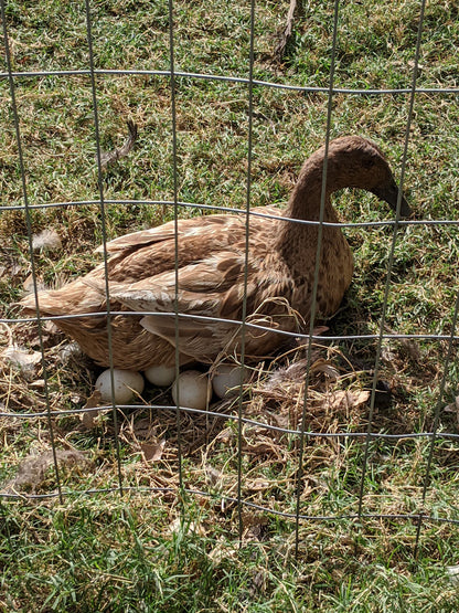 Khaki Campbell duck hens, 6 months old, with brown feathers, ideal for backyard egg production, by Az Chickens.