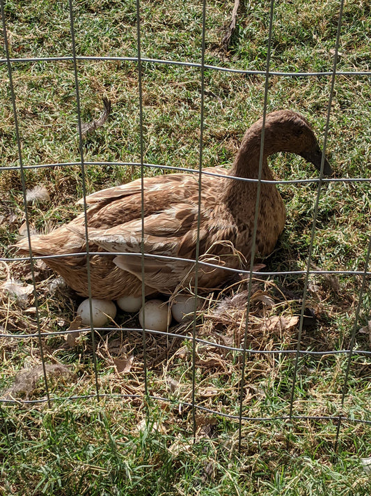 6-month-old Khaki Campbell duck hens with brown feathers, ideal for backyard egg-laying from Az Chickens.