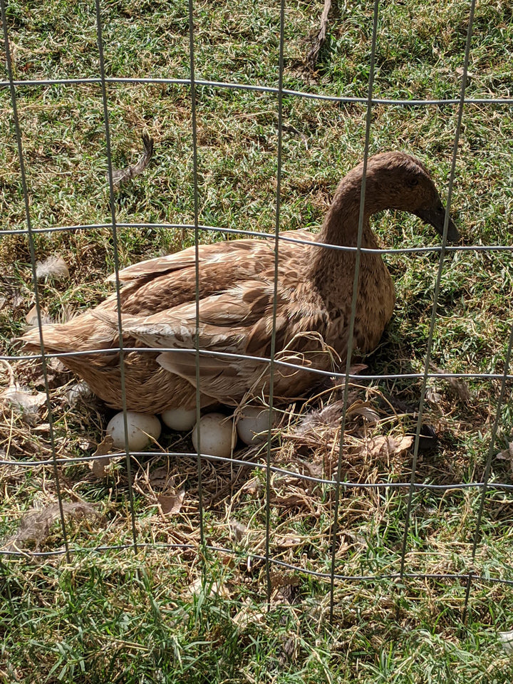 Khaki Campbell Duck Hens – 6 Months Old, Ready to Lay