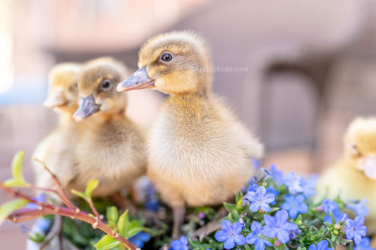 6-month-old Khaki Campbell duck hens with brown feathers, ideal for backyard egg-laying from Az Chickens.