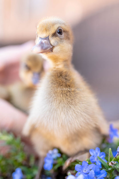 Khaki Campbell duck hens, 6 months old, high-production layers for backyard egg production, by Az Chickens.