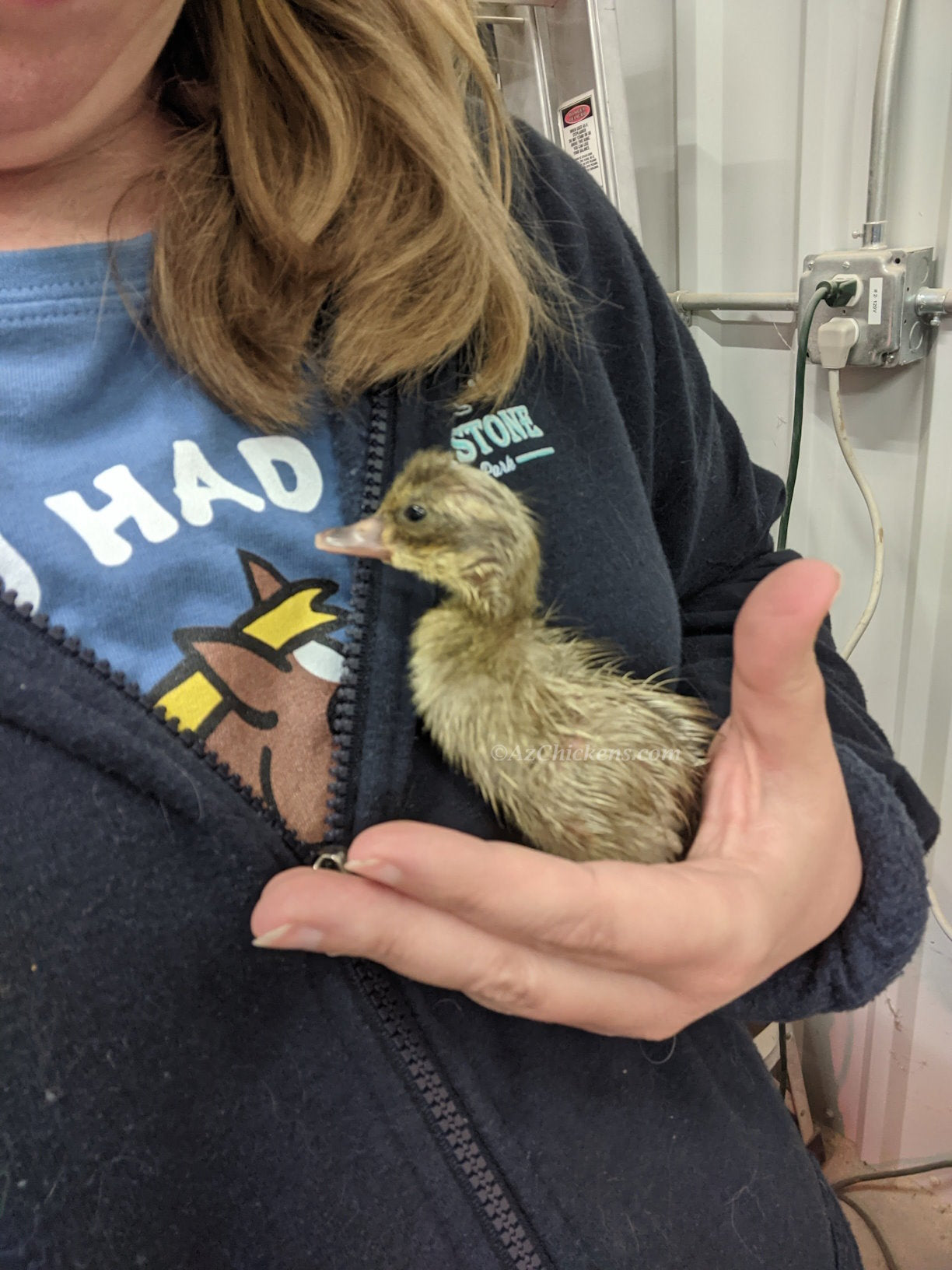 Khaki Campbell Duck Hens - 6 Month Old, High-Production Layers