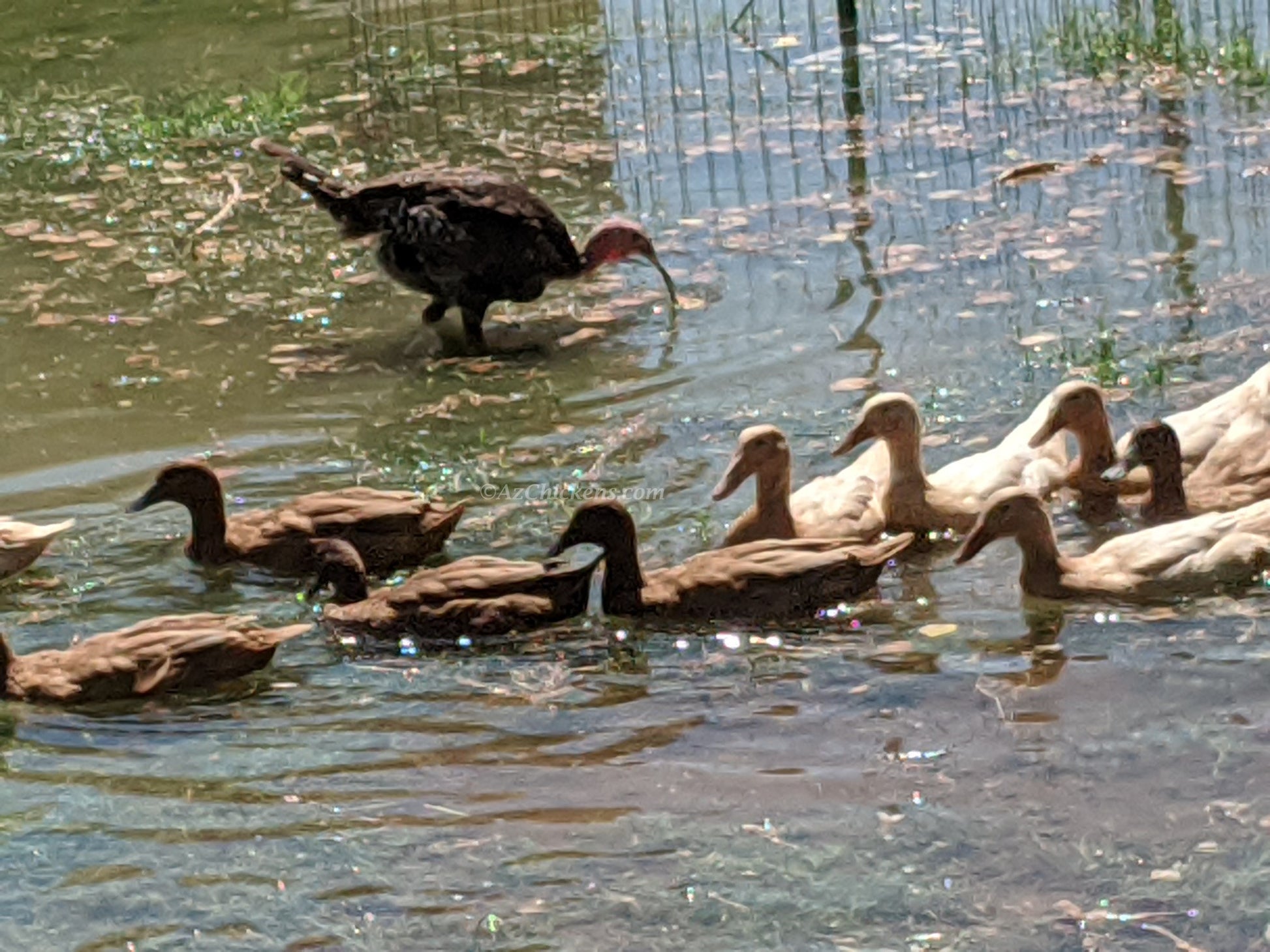Khaki Campbell duck hens, 6 months old, brown egg layers, healthy and active, by Az Chickens
