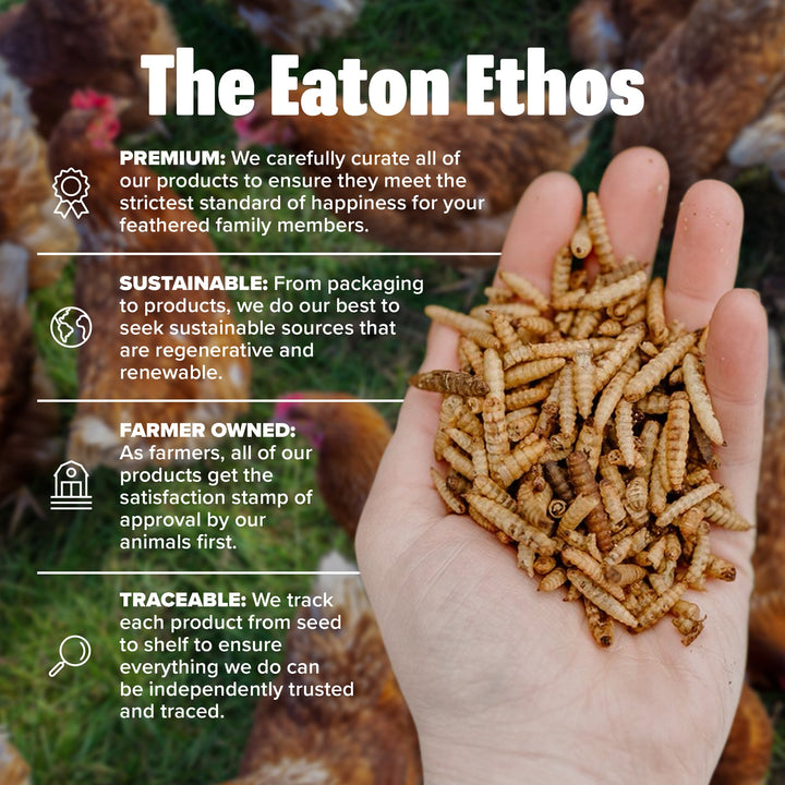 Premium black soldier fly larvae treats in hand, high calcium for chickens, by Eaton Pet and Pasture, 1LB and 5LB sizes avai