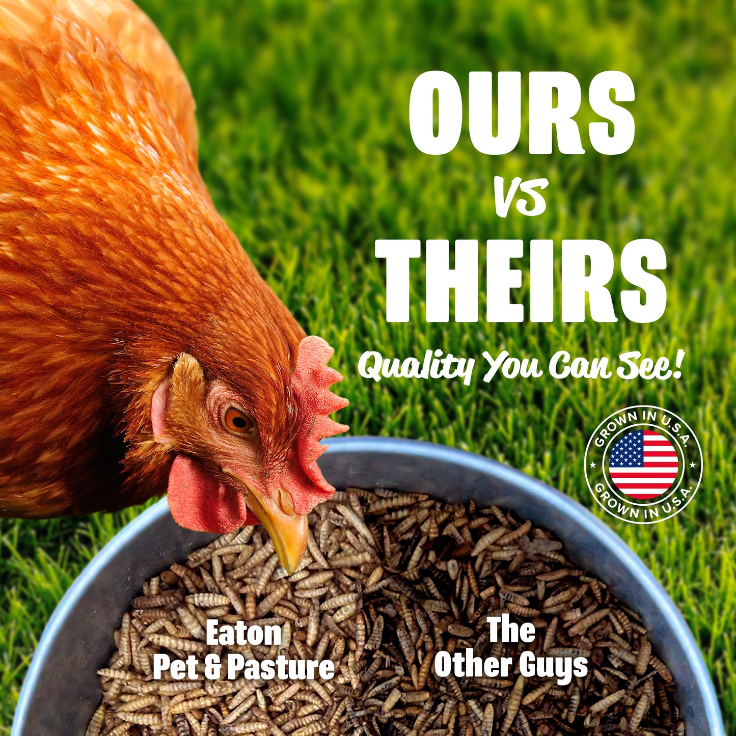 Premium black soldier fly larvae in a bowl, high calcium chicken treats by Eaton Pet and Pasture, with a chicken in the back
