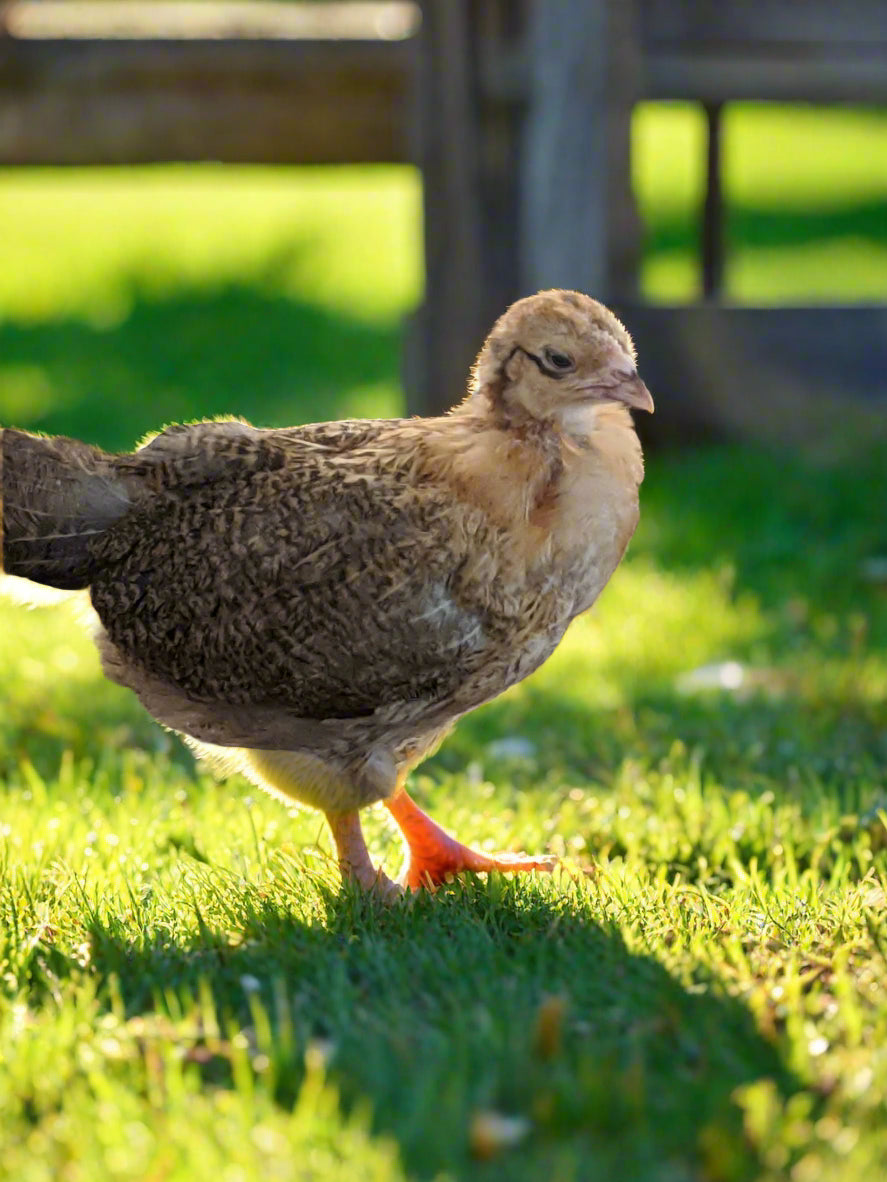 Colorful Easter Egger hens, 6-10 weeks old, standing in a grassy backyard, by Az Chickens.