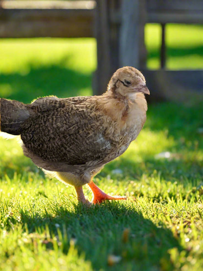 Colorful Easter Egger hens, 6-10 weeks old, standing in a grassy backyard, by Az Chickens.