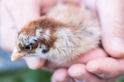 Colorful Easter Egger chicks with yellow and orange feathers, ideal for blue-green egg laying, by Az Chickens