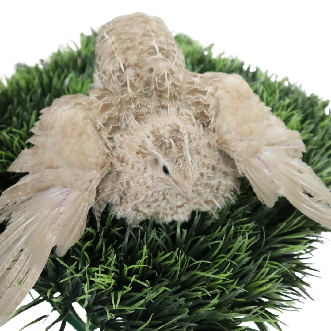 Egyptian Gold quail hatching eggs in a clear display with various counts available, from Quailz.com by Undique LLC