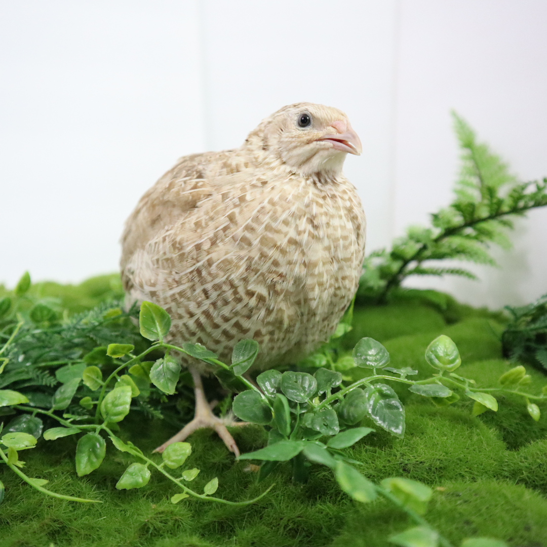 Fertile Egyptian Gold quail hatching eggs in a natural speckled brown shell, available from Quailz.com