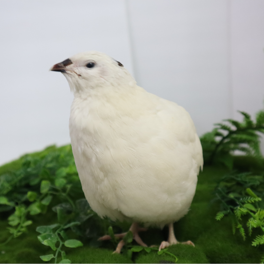 Premium Jumbo White Coturnix Quail Hatching Eggs - Fresh Fertile 14.6g