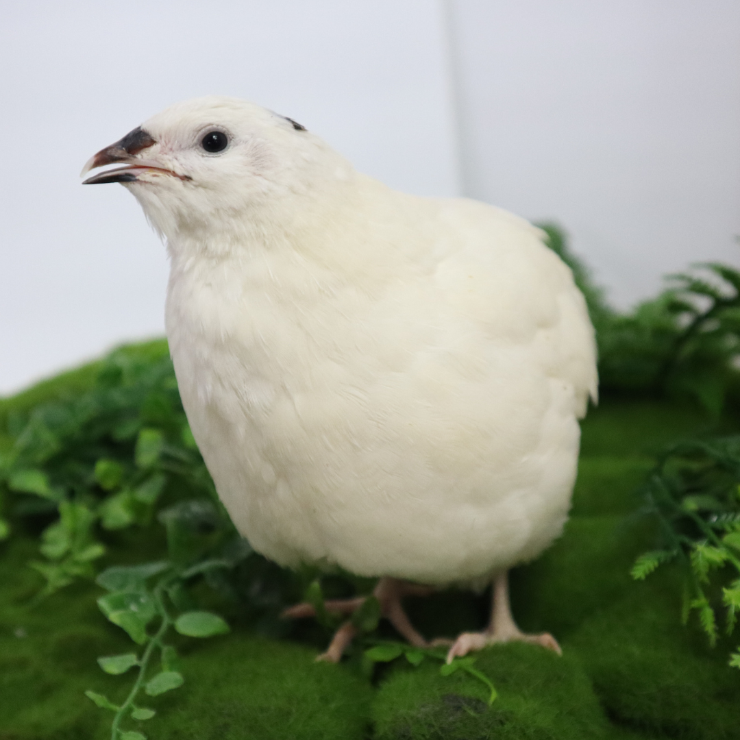 Premium Jumbo White Coturnix Quail Hatching Eggs – English White Line