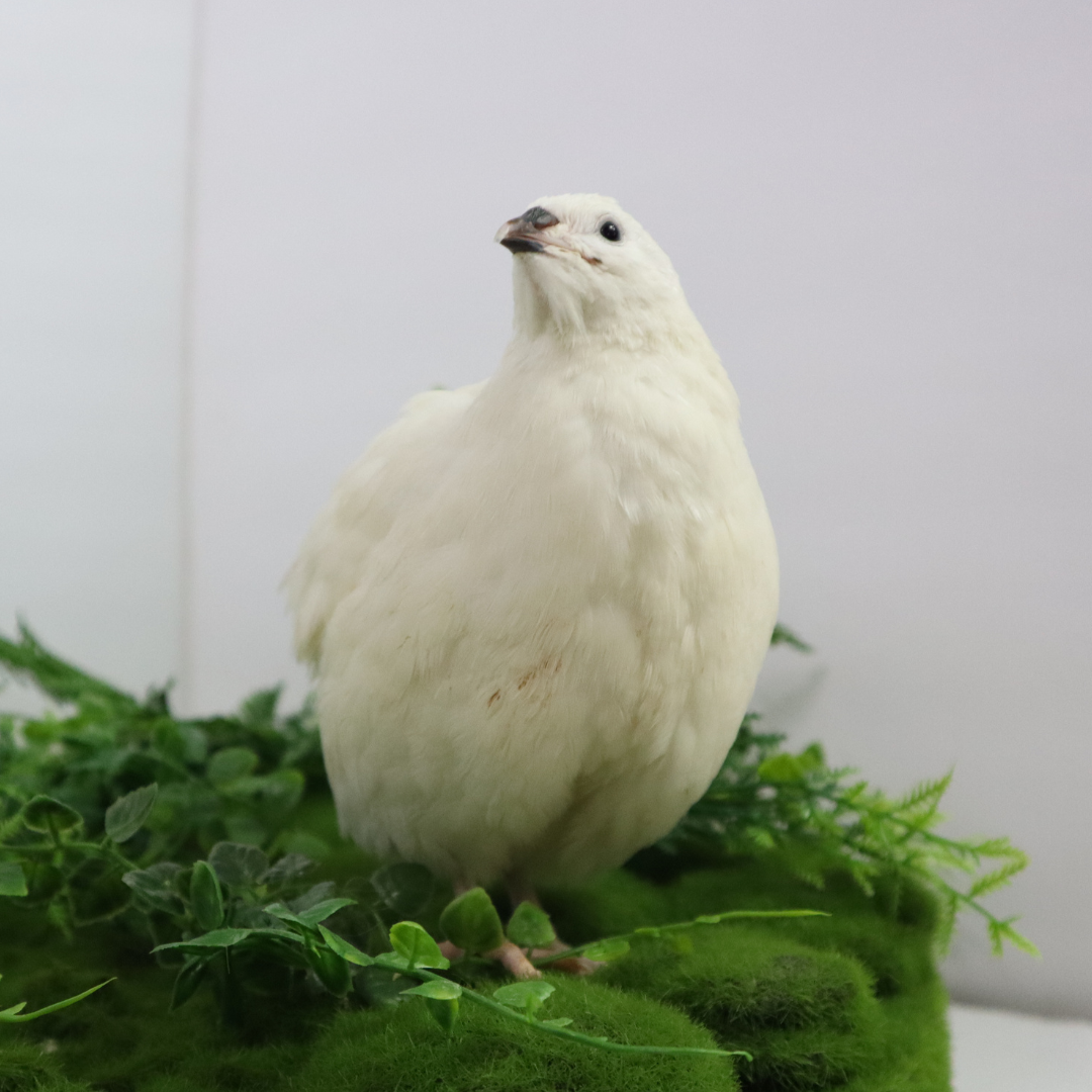 Premium Jumbo White Coturnix Quail with lush green vegetation backdrop, ideal for breeding and backyard aviaries.