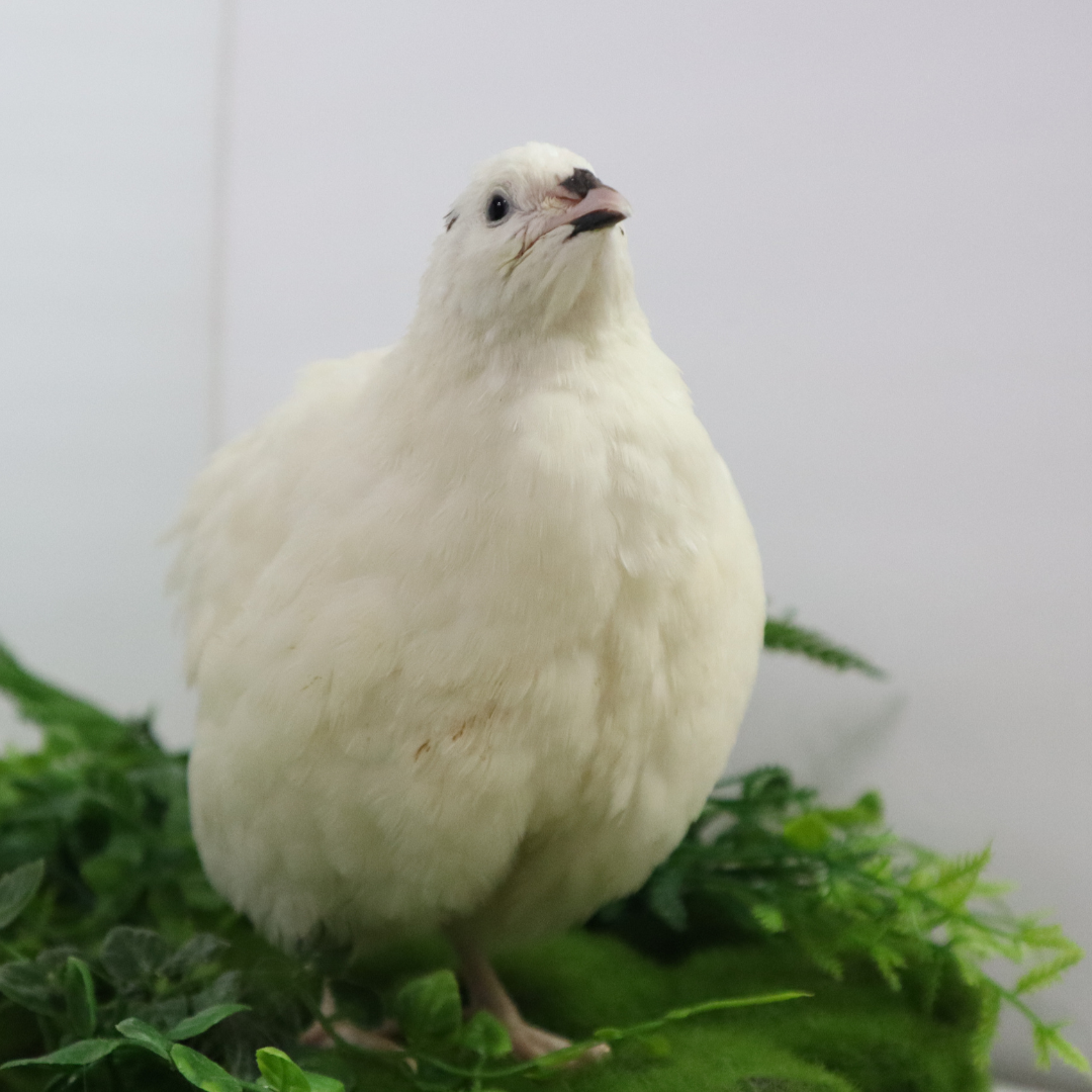 Premium Jumbo White Coturnix quail hatching eggs from Quailz.com, ideal for backyard quail breeding.