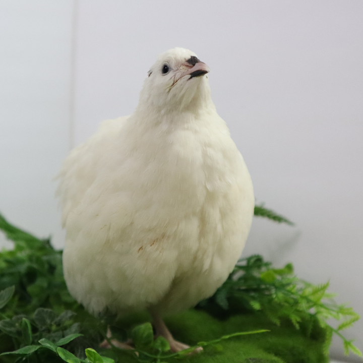 Premium Coturnix Quail Hatching Eggs - Black White 50:50 Mix