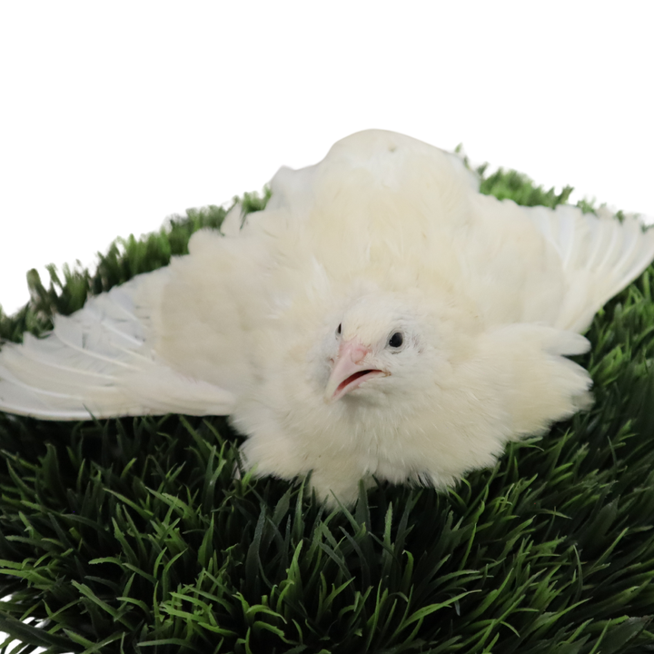 Premium Coturnix Quail Hatching Eggs - Black White 50:50 Mix