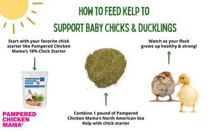North Atlantic Kelp supplement for chickens and ducks, 1 pound bag, by Dahlia Pets, with feeding instructions and chick imag