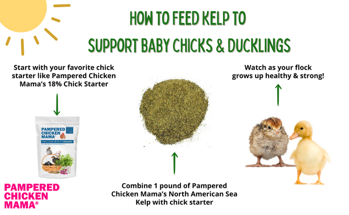 North Atlantic Kelp supplement for chickens and ducks, 1 pound bag, by Dahlia Pets, with feeding instructions and chick imag