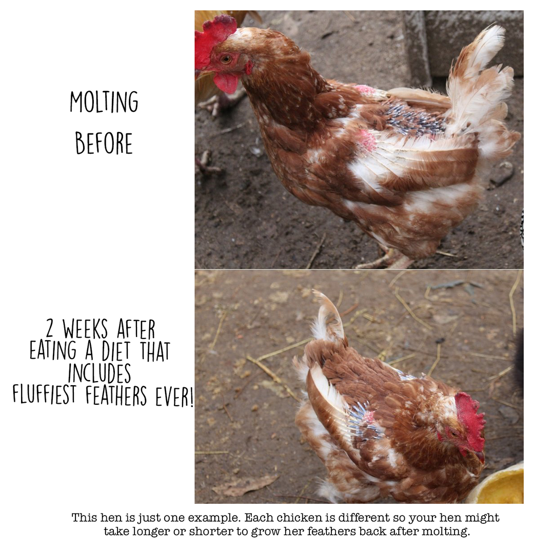Brown chicken with molting feathers before and after diet change, showing improved feather growth and health.