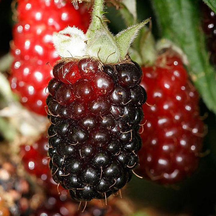 Boysenberry - Thornless