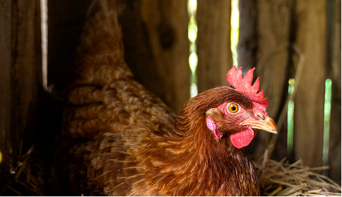 Chicken with a red comb in a barn setting