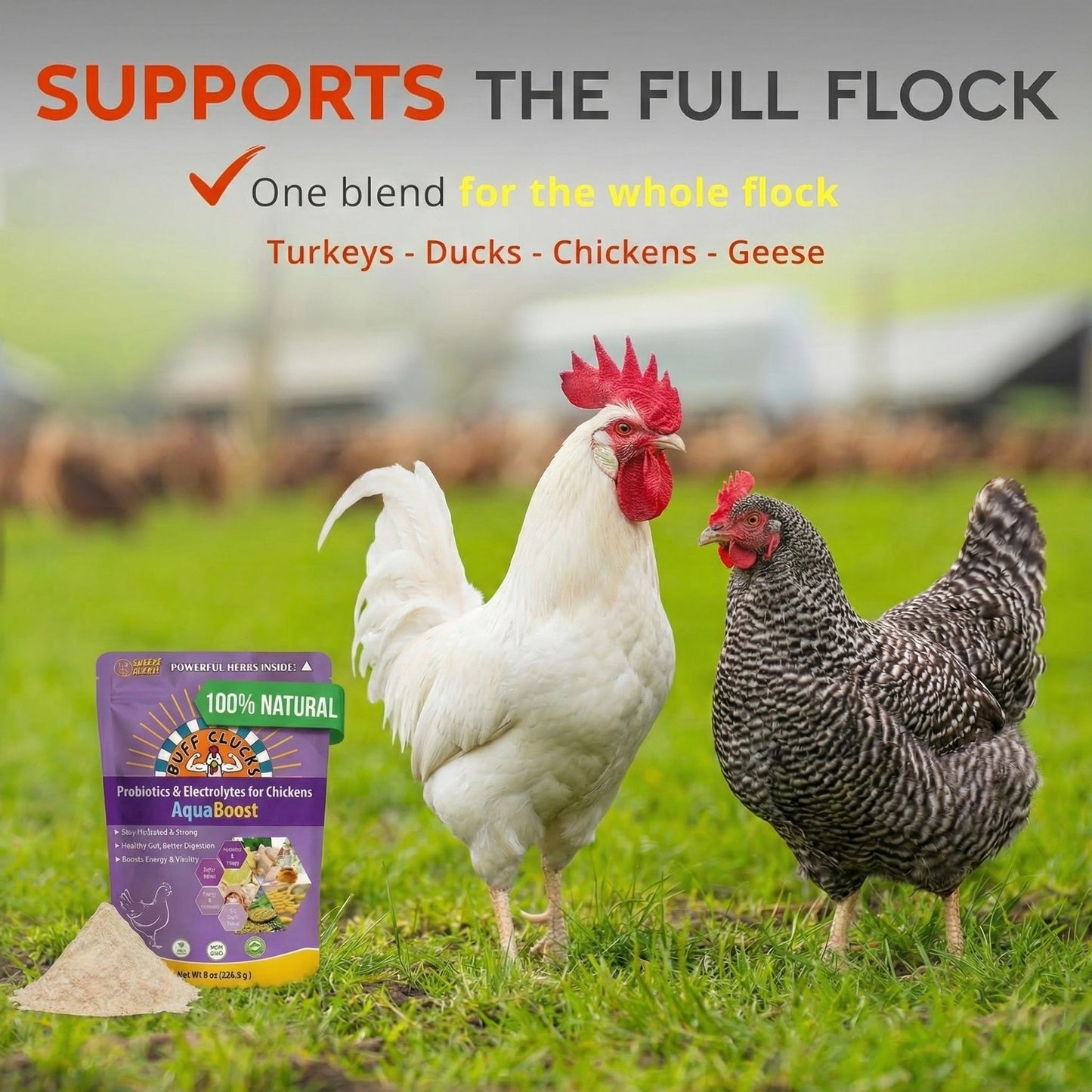 AquaBoost – Electrolytes and Probiotics for Backyard Chickens