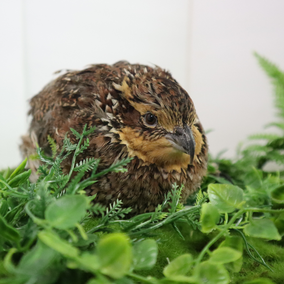 Premium fertile Georgia Giant Bobwhite quail hatching eggs in varying counts by Quailz.com.
