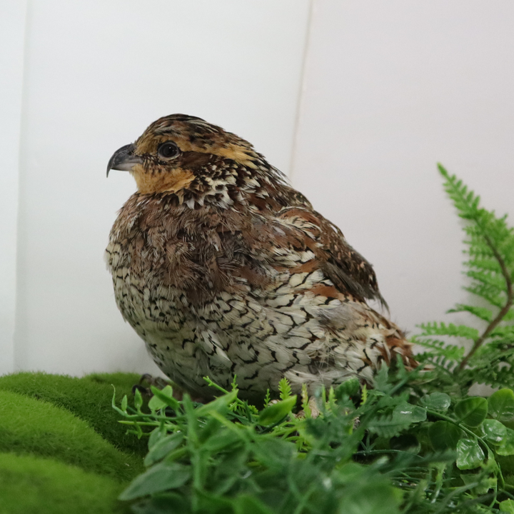 Georgia Giant Bobwhite Quail Hatching Eggs - Premium Fertile