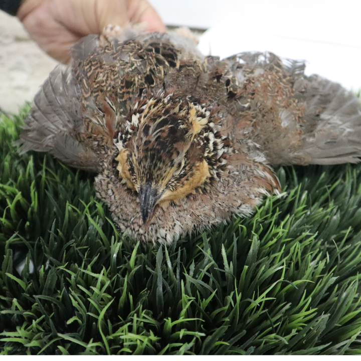 Premium fertile bobwhite quail hatching eggs by Quailz.com, available in packs of 12, 20, or 42.