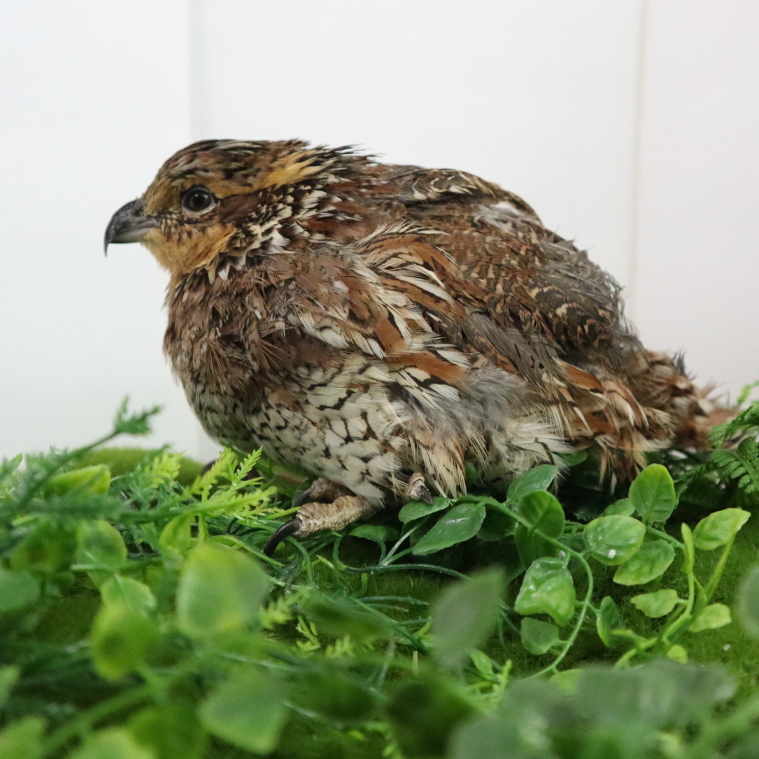 Fertile Bobwhite quail hatching eggs in natural speckled shell, 12-count pack from Quailz.com