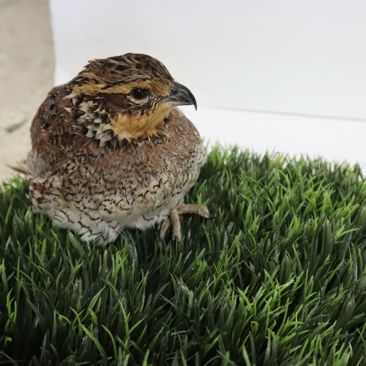 Premium fertile Bobwhite quail hatching eggs by Quailz.com, available in counts of 12, 20, and 32.