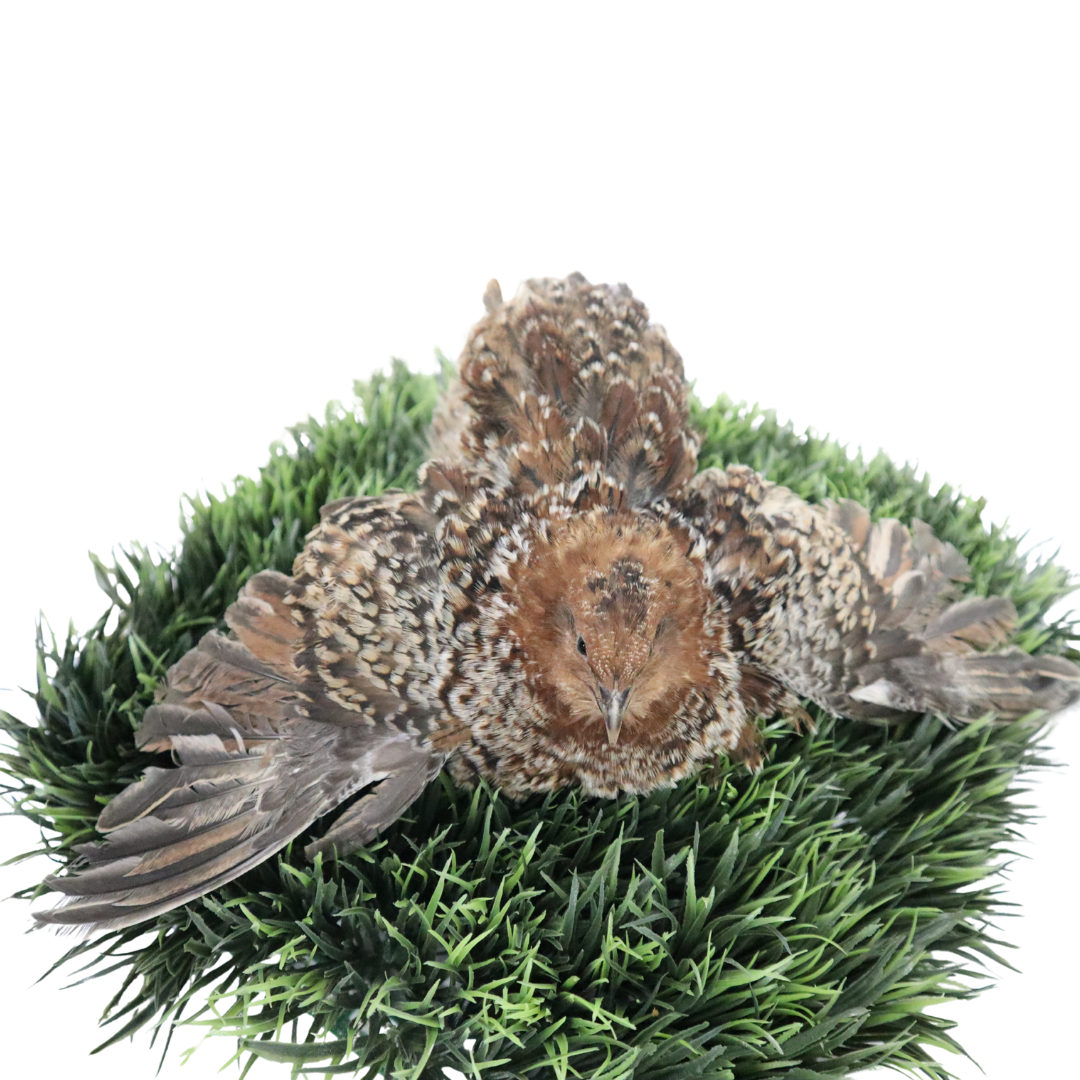 Fertile German Chocolate Pansy quail hatching eggs in a natural setting by Quailz.com
