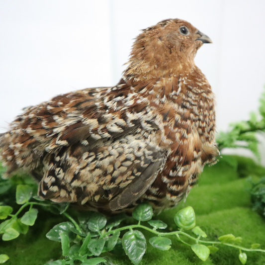 Fertile German Chocolate Pansy Quail hatching eggs in a carton by Quailz.com, available in 12 or 24 count.
