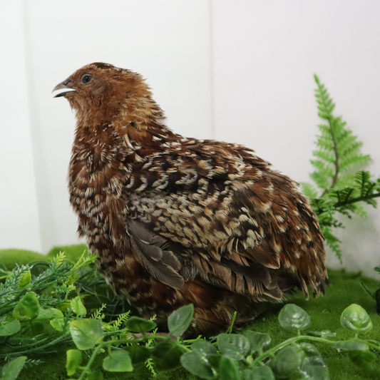 Fertile German Chocolate Pansy Quail hatching eggs in a carton by Quailz.com, available in 12 or 24 count.