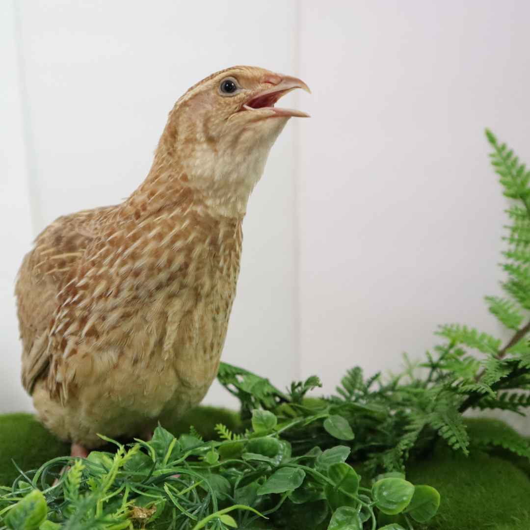 Fertile ginger quail hatching eggs by Quailz.com, available in packs of 12 or 24