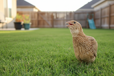Fertile ginger quail hatching eggs by Quailz.com, available in packs of 12 or 24