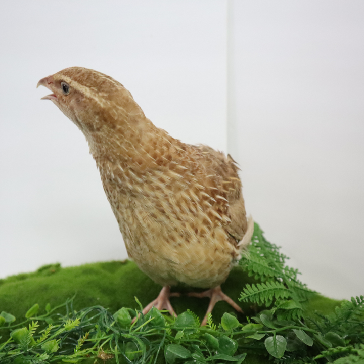 Ginger Coturnix Quail Hatching Eggs – Warm Plumage & Easy Keeping